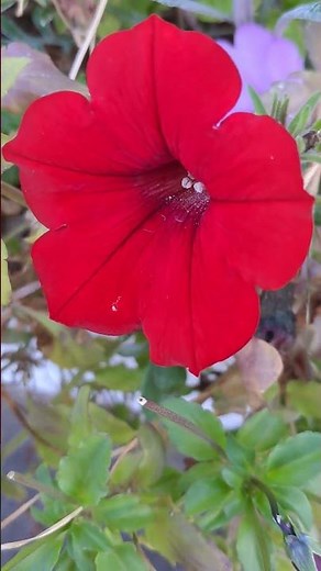 Autumn Calibrachoa: The Best Flowers for Fall