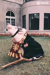 13K views · 62 reactions | How cute is this Piggy Potter  Christopher the Pig | TOTUM | Facebook