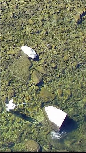 Exploring Upper Kern River's Trout Hiding Spots