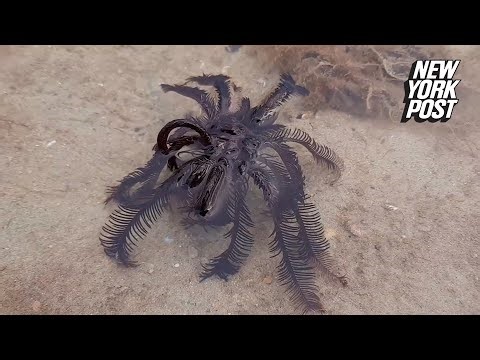 This "Alien-Like" Creature Will Creep You Out | New York Post