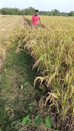 Wow amazing,,farmers life | lolamitangvlog