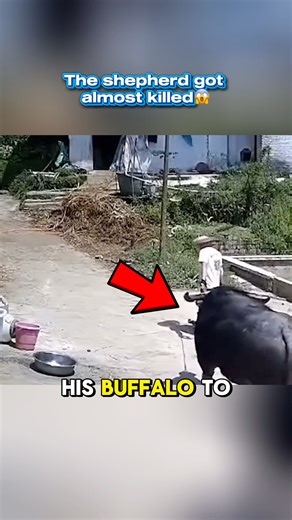 Attacked by an angry buffalo😱