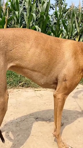 🏆 Quiet power and genuine elegance. A breed characterized by perfect muscle structure and exceptional speed. When searching for the best #giftideas, remember that a magnificent Greyhound is truly the most precious gift of all! 🚀 #giftideas #Greyhound #Sighthound #CanineAthlete #PureElegance #DogBreeds #AthleticDogs | Pro Hounds World