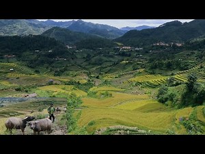 TRAVEL HMONG VILLAGES IN VIETNAM#206 9/2020