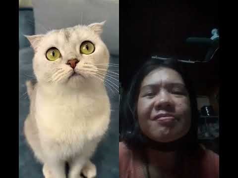 lots of toys inside 😂 #cat #cats