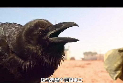 Crows, Mice, and Rats in Rustic Outdoor Scenes