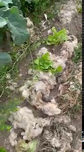 5.7K views · 355 reactions | The benefits of wool to grow my veg and salads . | Gareth Wyn Jones | Facebook