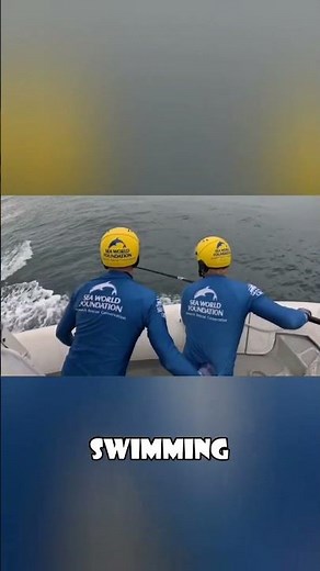 The Heartwarming Rescue of a Tangled Humpback Whale