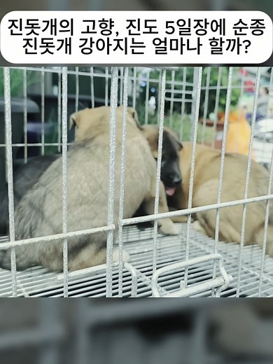 진돗개의 고향, 진도 5일장에 순종 진돗개 강아지는 얼마나 할까?(1)#강아지 #강아지일상 #감동실화 #감동 #감동스토리 #강아지틱톡 #반려동물 #입양 #아기강아지 #fyp