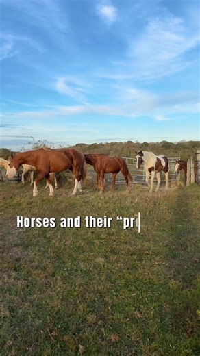 Understanding Common Issues with Horses: Part 1