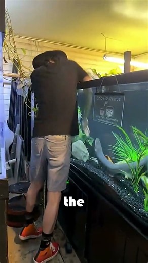 What Happens If You Touch A Dead Electric Eel #shocking #science #shorts
