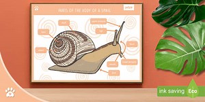 Parts of the Body of a Snail - Display Poster
