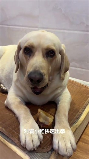 Unbeatable Goodness: The Labrador's Heartwarming Story