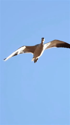 Want to kick that offseason blues in April? Come hunt Spring snows with us in Alberta! Book before we’re full! Give us a call at 1(780) 210-0411 Or visit Ranchlandoutfitters.com | Ranchland Outfitters