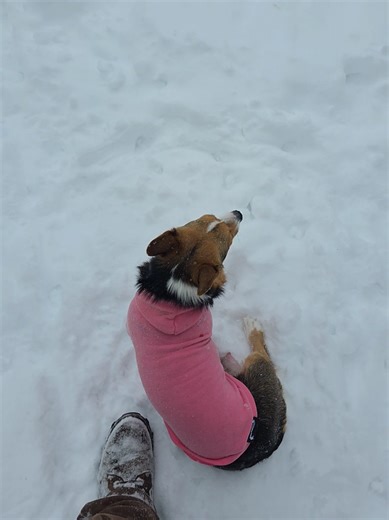 my pups use joodies to stay cozy on these snowy winter days #doghoodie #workingdogs #farnlife #corgi #bestfriends