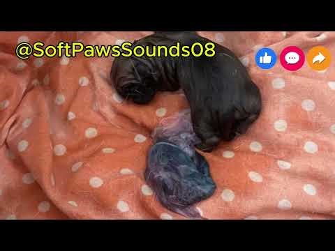 Dog Pregnancy & Puppy Care Guide (Step-by-Step) | From Mating to First Vaccines