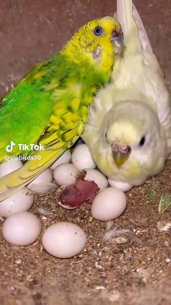 Budgies parrots breeding progress #breedingformula #budgies #egghatching #breeding #breedingtips #breedingbirds #budgiesinfo #tiktokdontunderreviewthisvideo #growmyaccount #trending #viralvideos #foryou #foryoupage #tiktok #2024 #tik_tok_trend #1M_views #parrotsbreeding #parrotsoftiktok #softfoodforbirds #vipbirds #babyparrots