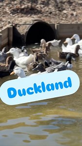 Letting the ducks out to explore Duckland today... 🦆🌿 Watching them waddle around and discover their little slice of paradise is always a highlight! Farm life is full of these adorable moments. ✨ Want more behind-the-scenes farm fun? Follow along for more #FarmLife adventures, from the quacky to the cozy! 🌾🌟 Curious about our farm and what we do? 🌱 Check out The “Herd” here: https://fluffyfeatherfarm.com/subscribe-now/ Shop our farm goodies and more: https://fluffyfeatherfarm.square.site 🛍