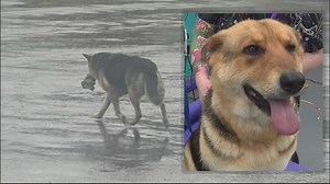 Abandoned dog seen wandering Detroit streets with stuffed toy rescued, now receiving care