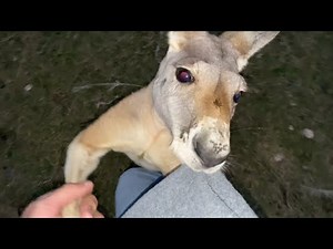 How to Survive a Kangaroo Attack (Training Dababy p2)