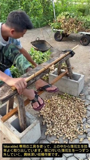 😱専用工具で落花生を根から一気に取り出す！驚きの収穫作業😱