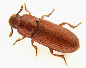 Red flour beetle - Alchetron, The Free Social Encyclopedia