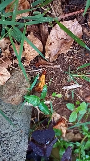 ABELHA FORMIGA OU ARANHA??? Formiga feiticeira que na verdade é VESPA SEM ASAS