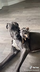 89K views · 4.3K reactions | These two are the sweetest! This Great Dane is such a Gentle Giant! credit: https://www.tiktok.com/@mackenzie.delaney20 | I Love My Great Dane | Facebook