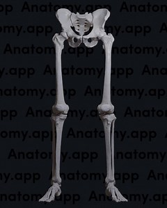 Flexion and extension are two key movements performed at the knee joint. Knee flexion occurs when a person bends the leg, bringing the heel closer to the back of the thigh. It reduces the angle between the femur and tibia. The range of knee flexion varies according to the position of the hip and whether the movement is active or passive. In contrast, knee extension happens when a person straightens the leg, moving the heel away from the thigh. This increases the angle between the femur and tibia