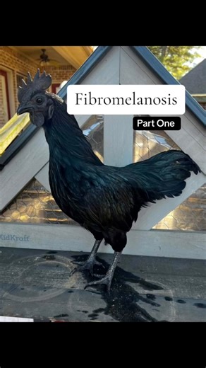 Fibromelanosis part one #ayamcemani #ayamcemanichickens #BYC #poultry #educational #fibromelanosis #chickenkeeping #chickenbreeding #chickenbreeds | Bissonnette Acres