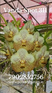 Vanda Spot 311 🌼✨ | Stunning Spotted Blooming Size Orchid 🌿