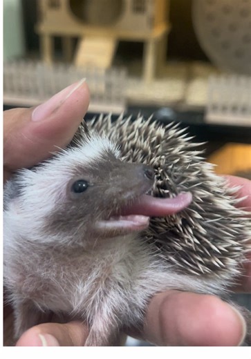 Gentle Playtime Tips for Baby Hedgehogs