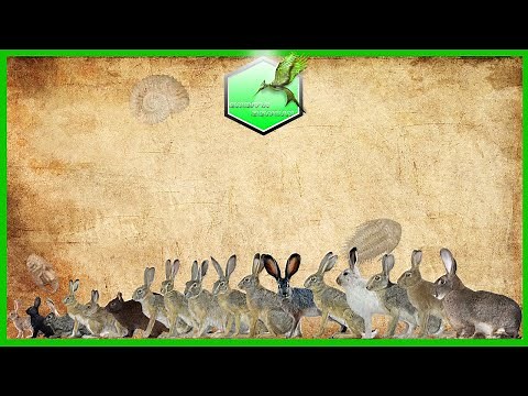 Wild Rabbit Size Comparison Living Extinct