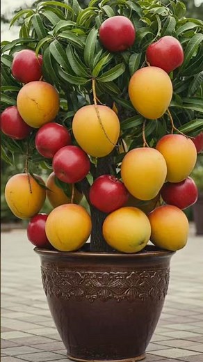 A new technique for grafting mango trees with apples to produce fruit together.#grow