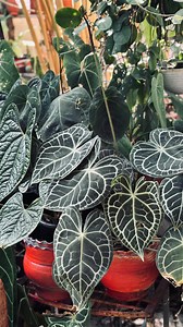 Anthurium clarinervium | 𝗛𝗶𝗱𝗮𝘆𝗮'𝘀 𝗛𝗼𝗺𝗲 𝗚𝗮𝗿𝗱𝗲𝗻 - 𝚑𝚊𝚜𝚎𝚎𝚗𝚊 𝚓𝚊𝚋𝚋𝚊𝚛