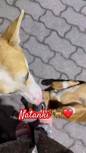 Notanki lali #foryou #love #reels #trishnnabose #pets #maa