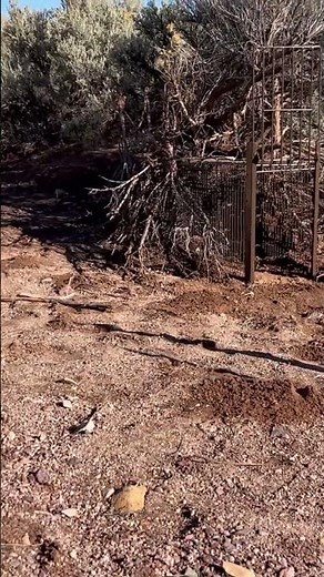 First time setting up a cage trap for cats this year #wildlifefacts