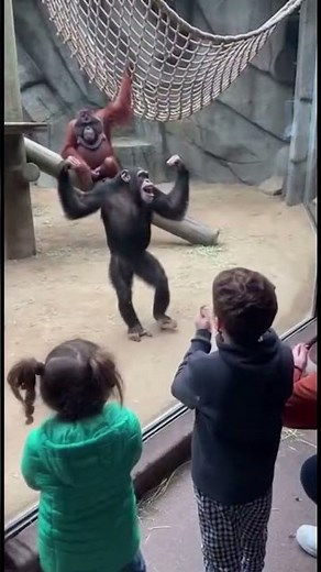 Orangutan SHOCKED by Chimp's Backflip Trick #funny #apes