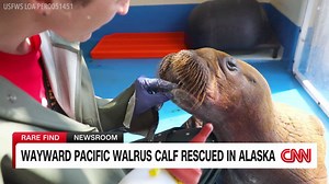 Rare walrus calf rescued