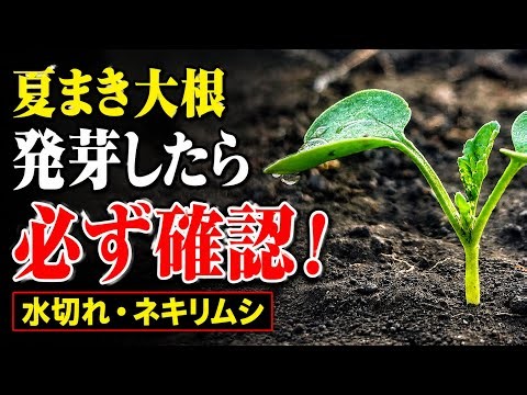 【夏まき大根】発芽したら必ず確認！水切れ・ネキリムシで全滅させないために発芽直後にやるべき管理を徹底解説