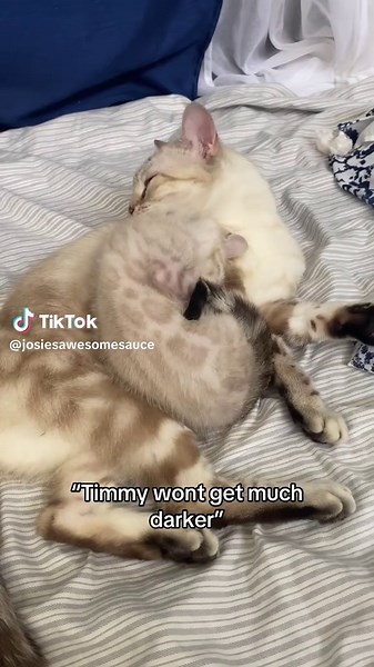 Understanding Bengal Cat Color Changes