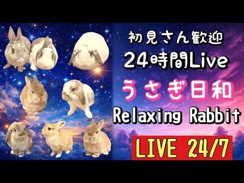 うさぎ日和🐰24時間配信｜24/7 Relaxing Rabbit Live Cam 🐰 Sleep • Study • Relax
