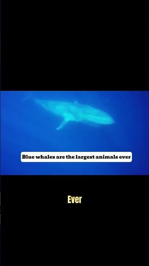 Amazing Facts About Mammals You Didn't Know!