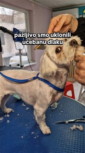 Koliko može da bude ućeban maltezer? / How bad can matting get? #dog #dogshorts #youtubeshorts