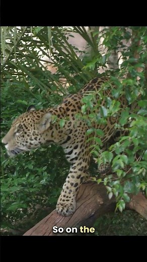 Poop Time for Sloths #funnyanimals #kidslearning #animalsforkids