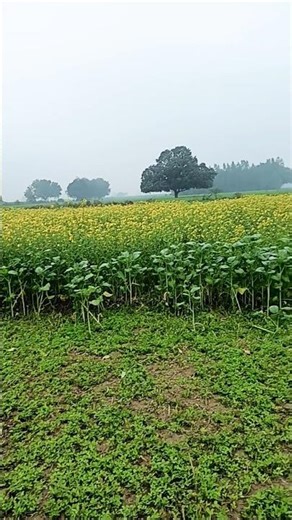 video last tak dekhe 😘🙏#sorts #youtube sorts #naturesortsfeed