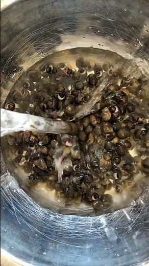 How to clean snails