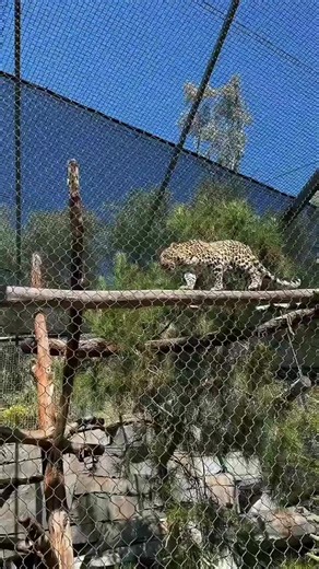 Adorable Asian Leopard Cats at San Diego Zoo