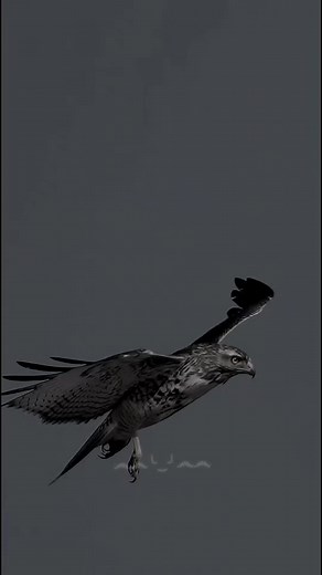 Goshawk vs Crow: A Fierce Bird Battle