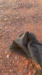 Releasing a Mulga Snake aka - King Brown (Pseudechis australis) 🐍 Dangerously venomous ⚠️ Pilbara region, W.A 🖤💛❤️🇦🇺 | Mick Fullerton Wildlife